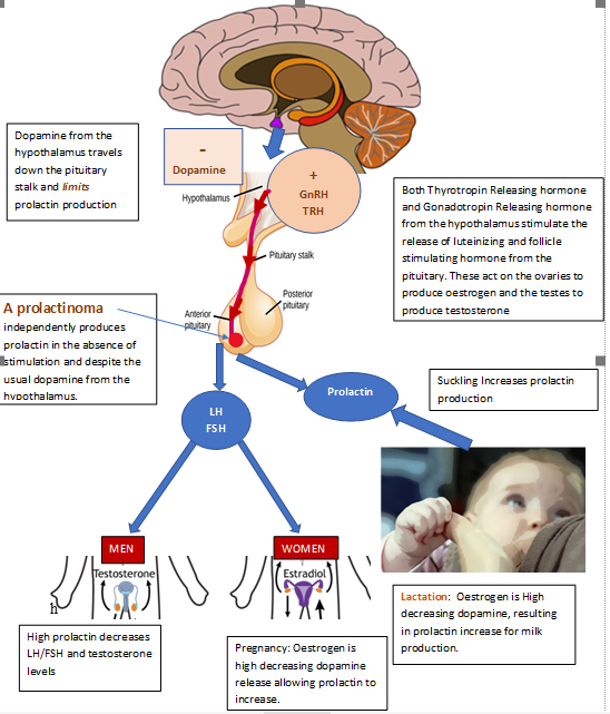 prolactin hormone function