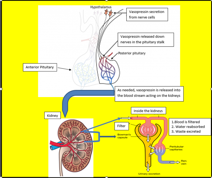 vasopressine