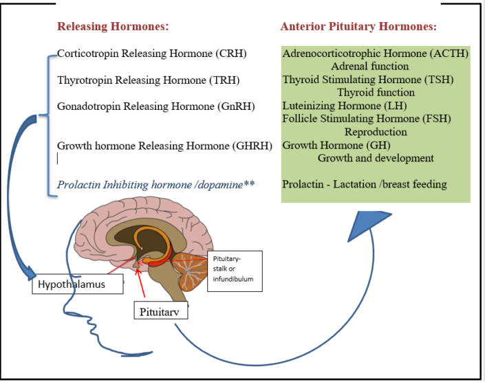 hypothalamus-and-pituitary-gland-wapo