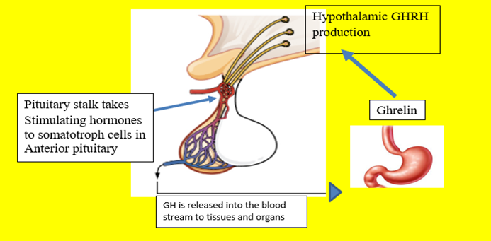 anterior pituitary growth hormone